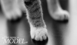 狼麻豆,探寻神秘狼族与豆类文化的交融之旅